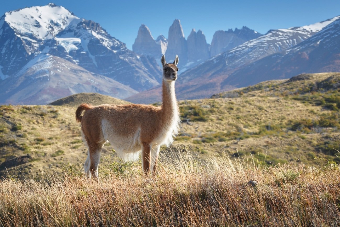 Llama - Torres del Paine - Patagonia (iStock) (1)